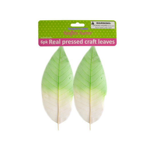 Real Pressed Craft Leaves